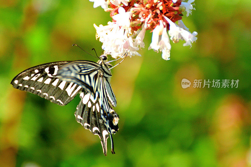 蝴蝶/燕尾蝶和桔梗花